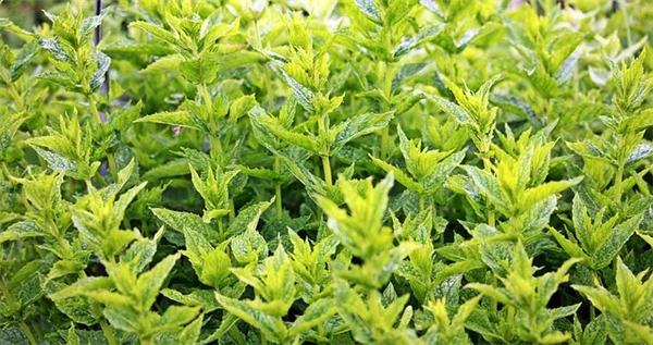 都市部でツル植物を育てるコツ【経験者が教える狭いベランダ向け栽培法】