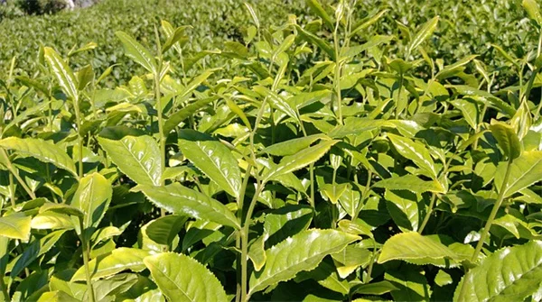 4月に植えるべき多年生植物ベスト7｜プロが教える成功のコツ