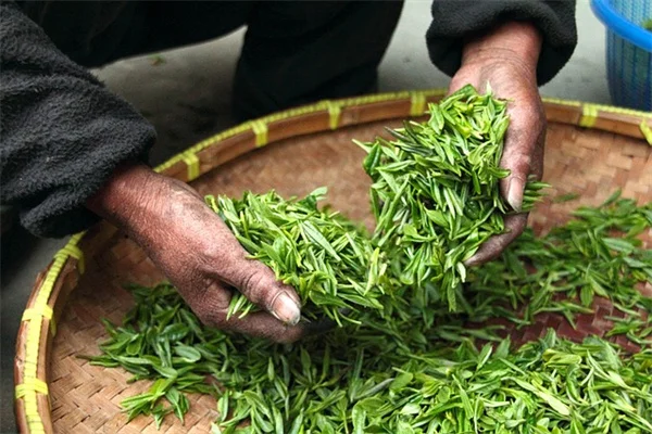 観葉植物の冬越し準備：室内に取り込む前に必ずやるべき7つのステップ