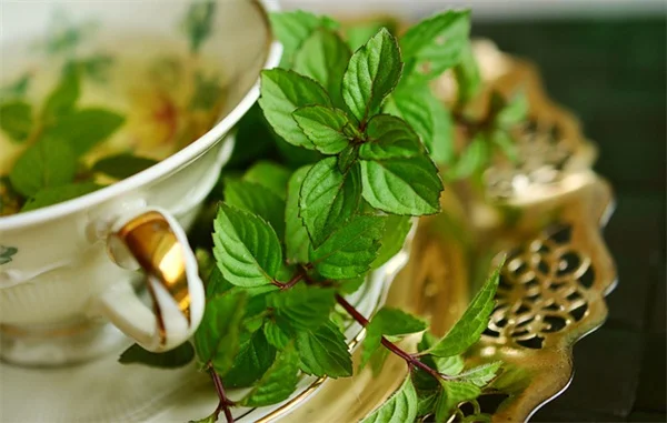 クリスマスに飾る植物、知っておきたい3つのコツ