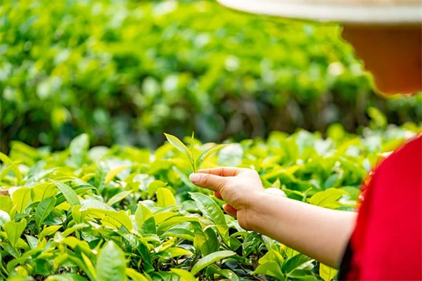 植物の水やりは朝5時～9時がベストな理由と実践的なコツ