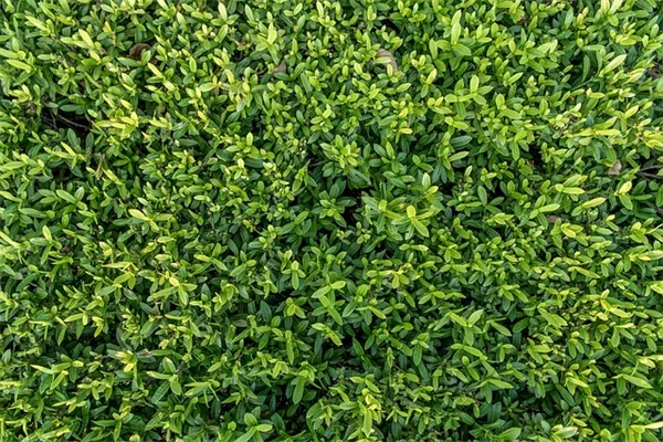 砂漠の庭でも果樹は育つ！失敗しない品種選びと育て方のコツ