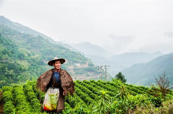 ピーマン大量収穫！無駄なく使い切る保存方法とコツ